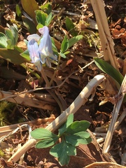 Corydalis pauciflora