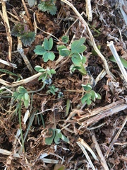 Corydalis pauciflora