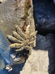Coscinasterias muricata