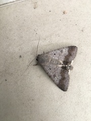 Pandesma quenavadi
