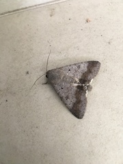 Pandesma quenavadi