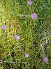 Sidalcea calycosa