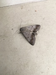 Pandesma quenavadi
