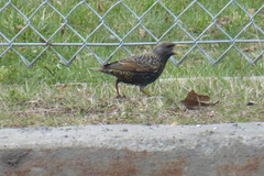 Sturnus vulgaris