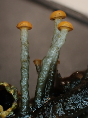 Vibrissea truncorum