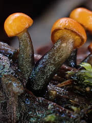 Vibrissea truncorum