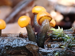 Vibrissea truncorum