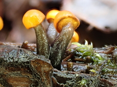 Vibrissea truncorum