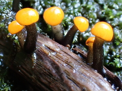 Vibrissea truncorum