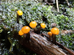 Vibrissea truncorum