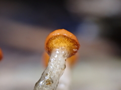 Vibrissea truncorum