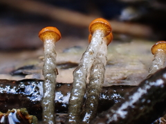 Vibrissea truncorum