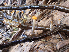Vibrissea truncorum