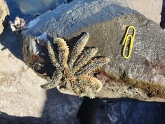 Coscinasterias muricata