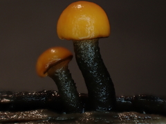Vibrissea truncorum