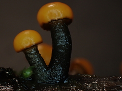Vibrissea truncorum