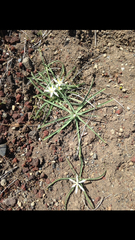 Leucocrinum montanum