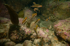 Forsterygion maryannae