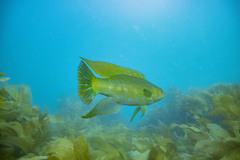 Odax pullus