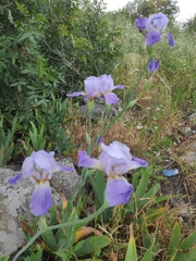 Iris mesopotamica