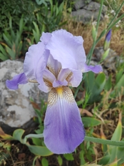 Iris mesopotamica