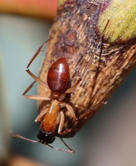 Camponotus nigriceps