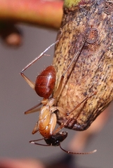 Camponotus nigriceps