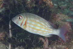 Lethrinus ornatus