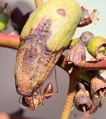 Camponotus nigriceps