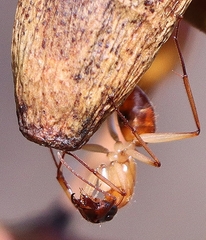 Camponotus nigriceps
