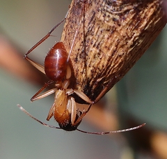 Camponotus nigriceps