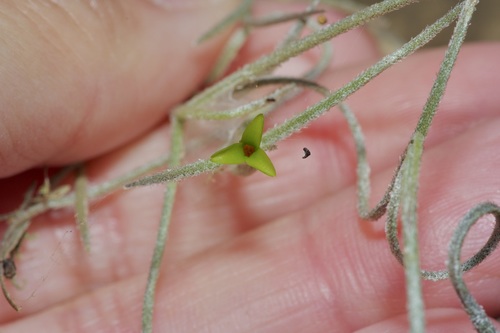 Tillandsia usneoides