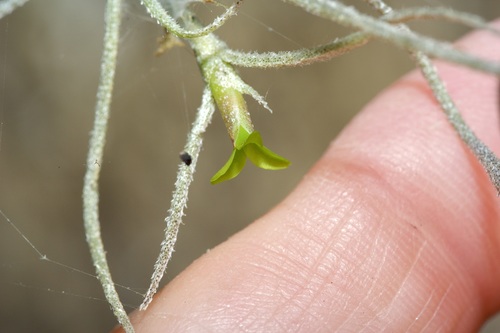 Tillandsia usneoides