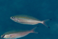 Pterocaesio chrysozona