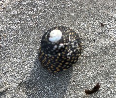 Chlorodiloma odontis