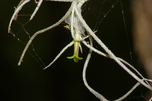 Tillandsia usneoides