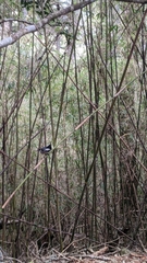 Periparus ater ptilosus