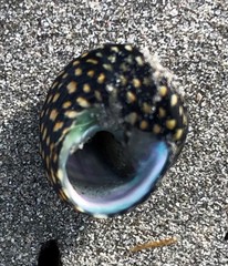 Chlorodiloma odontis