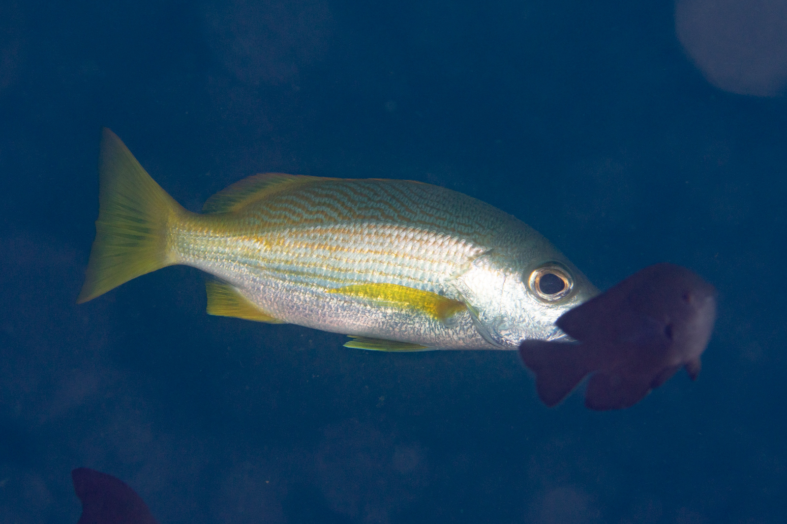 Bigeye Snapper- Facts and Photographs