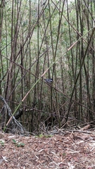 Periparus ater ptilosus