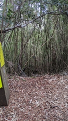 Periparus ater ptilosus