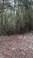 Periparus ater ptilosus