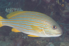 Plectorhinchus chrysotaenia