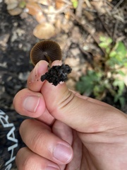 Psathyrella prona