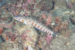 Parapercis clathrata