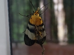 Buzara latizona