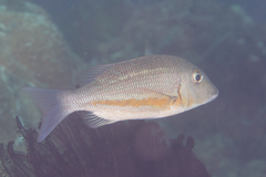 Lethrinus obsoletus