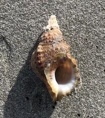 Austrotriton subdistortus