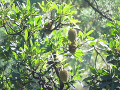 Flindersia australis