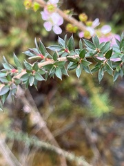Leptospermum squarrosum